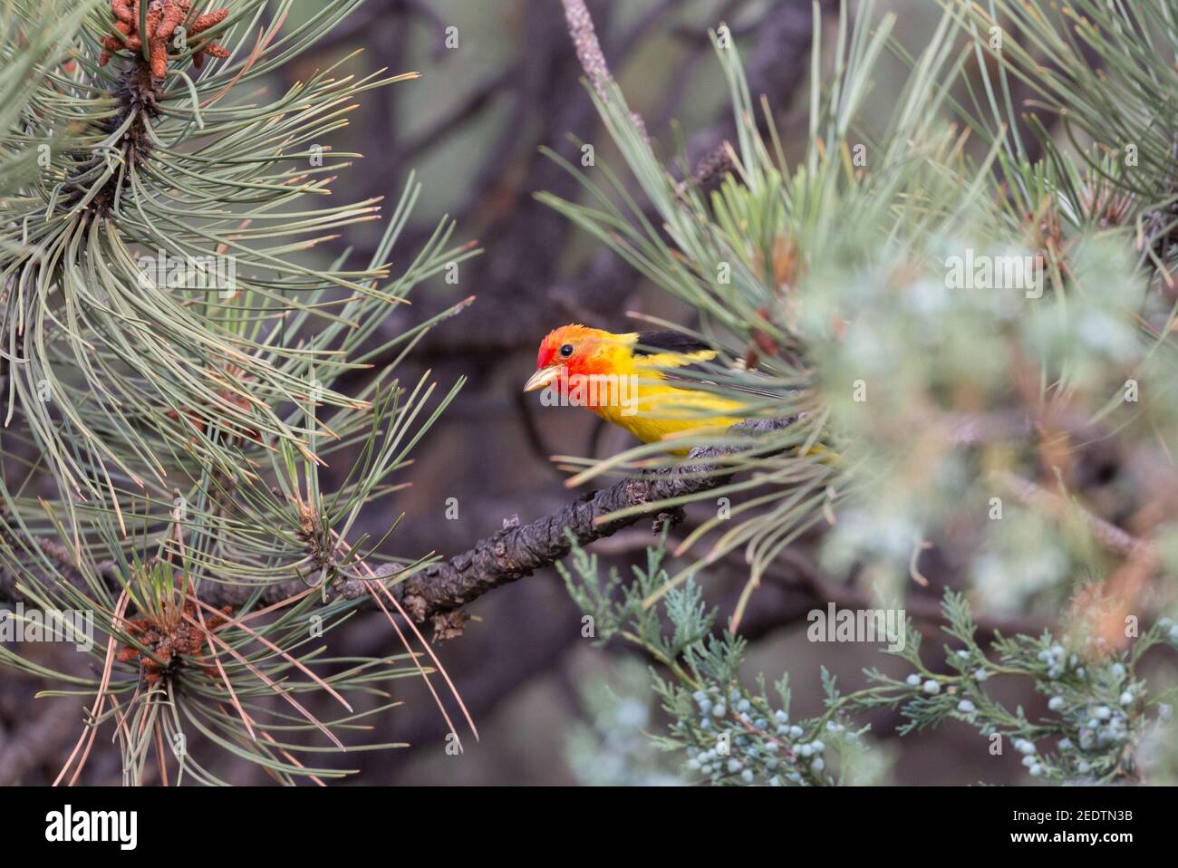 Western Tanager July 13th, 2019 Roby Canyon, Black Hills, South Dakota