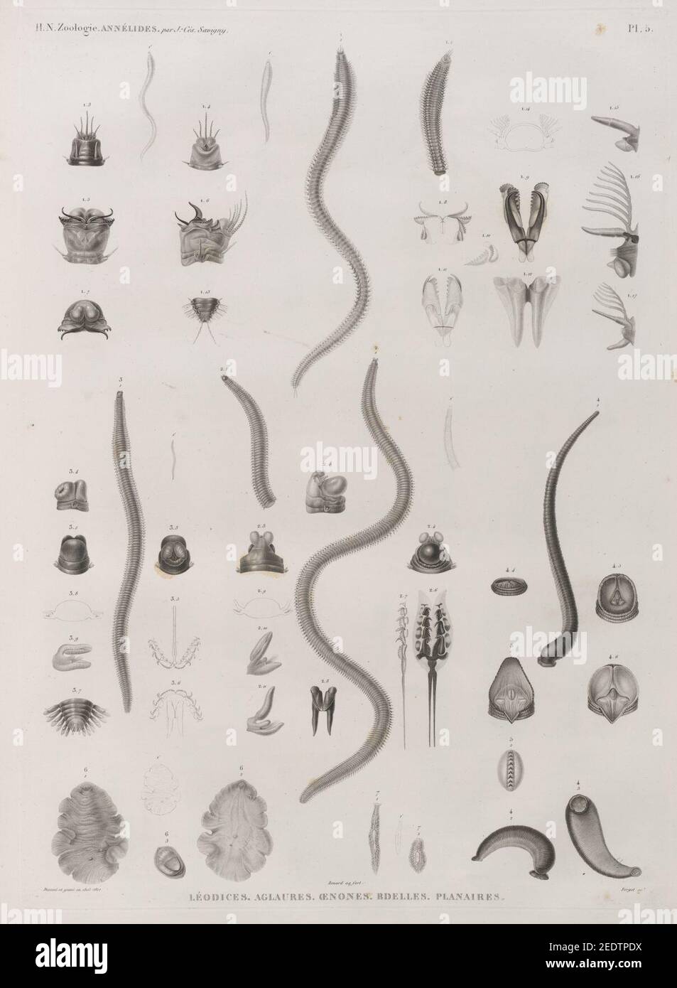 Zoologie. Annélides. Léodices, Aglaures, Oenones, Bdelles, Planaires Stock Photo