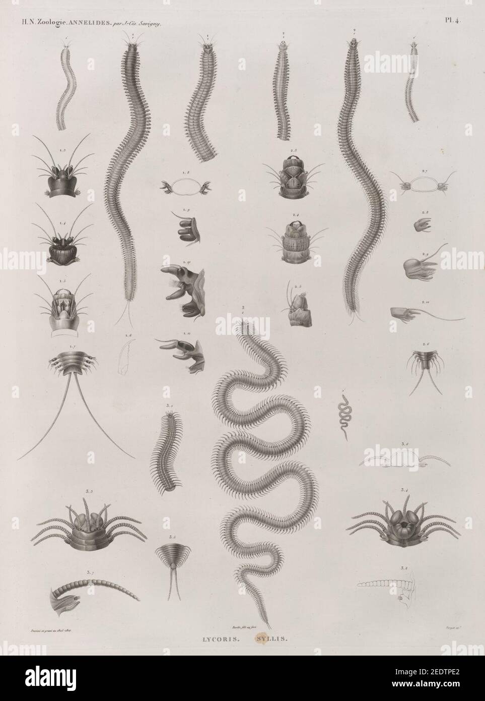 Zoologie. Annélides. Lycoris, Syllis Stock Photo