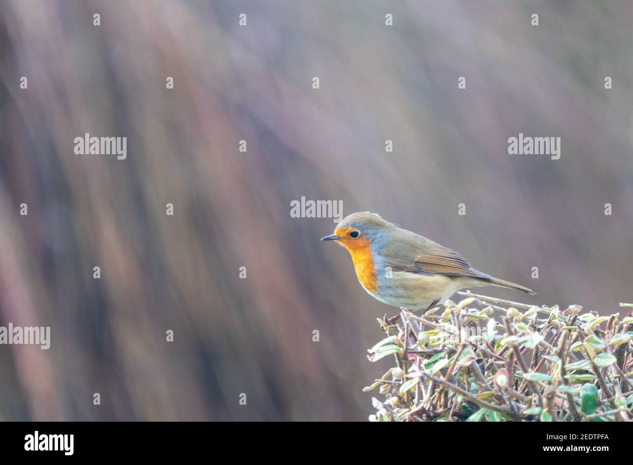 Robin on a bush in a garden Stock Photo