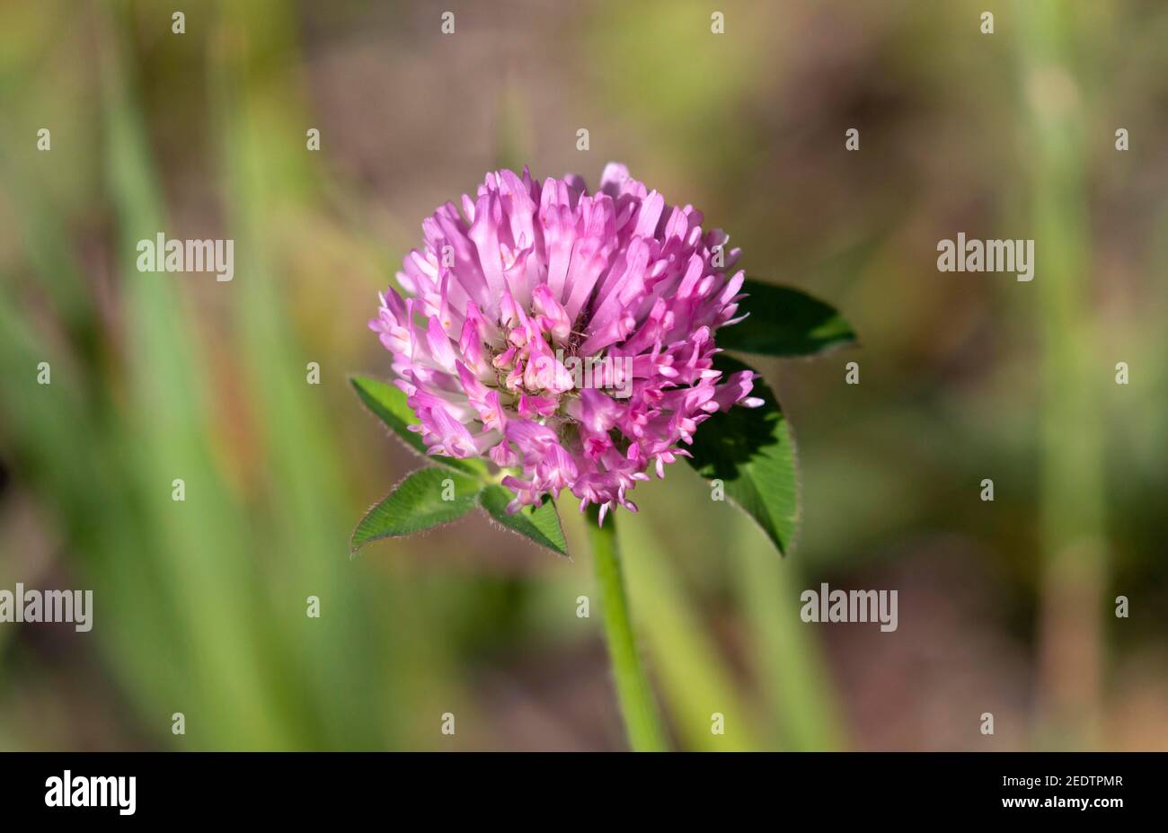 Red Clover July 12th, 2019 Hell Canyon, South Dakota Stock Photo
