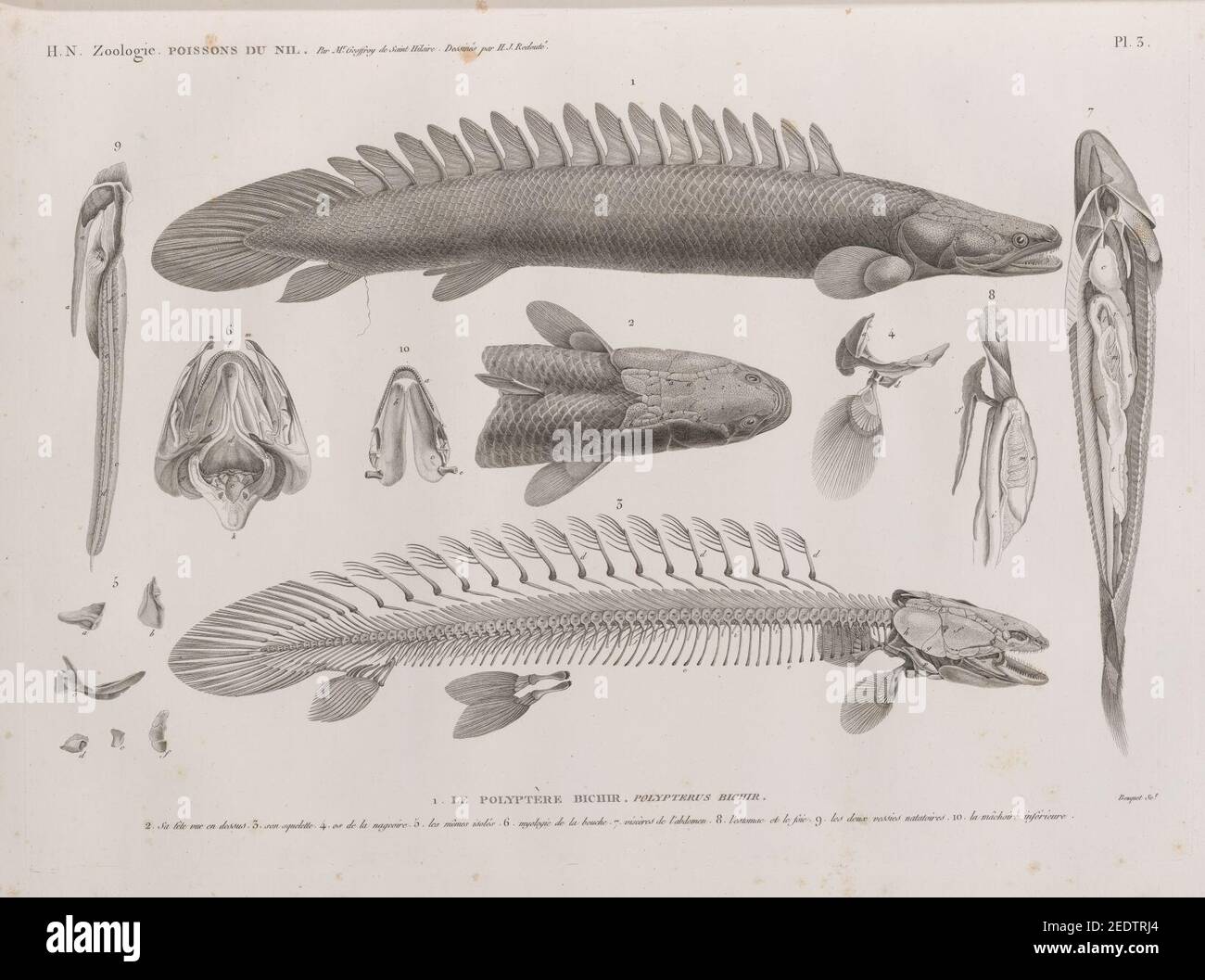 Zoologie. Poissons du Nil. 1. Le Polyptère bichir (Polypterus bichir); 2. sa tête vue en dessus, 3. son squelette, 4. os de la nageoire, 5. les mêmes isolés, 6. myologie de la bouche, 7. Stock Photo