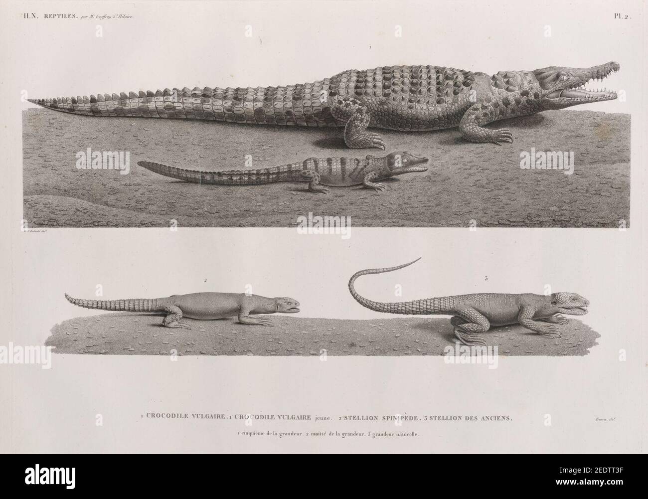 Vulgaire High Resolution Stock Photography And Images Alamy