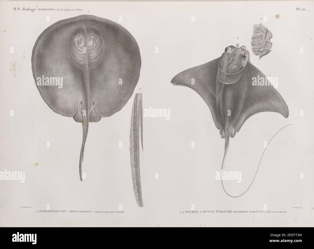 Zoologie. Poissons. 1.2. Pastenague lit (Trygon grabatus), (2. Queue de grandeur naturelle); 3.4. Mourine à museau échancré (Myliobatis marginata), (4. Tête vue en dessous) Stock Photo