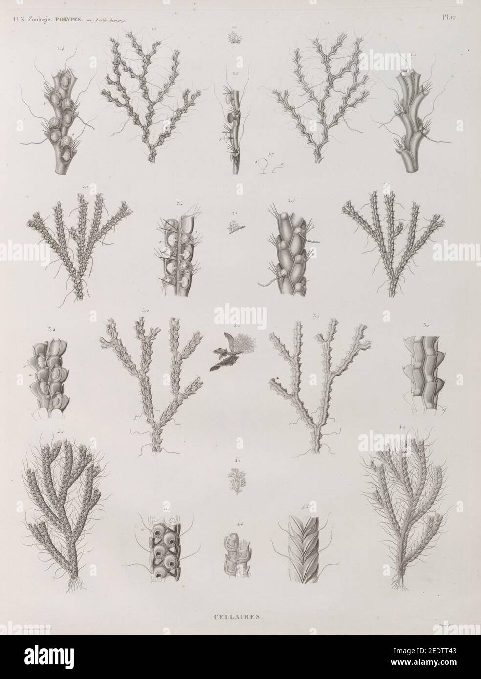 Zoologie. Polypes. Cellaires Stock Photo Alamy