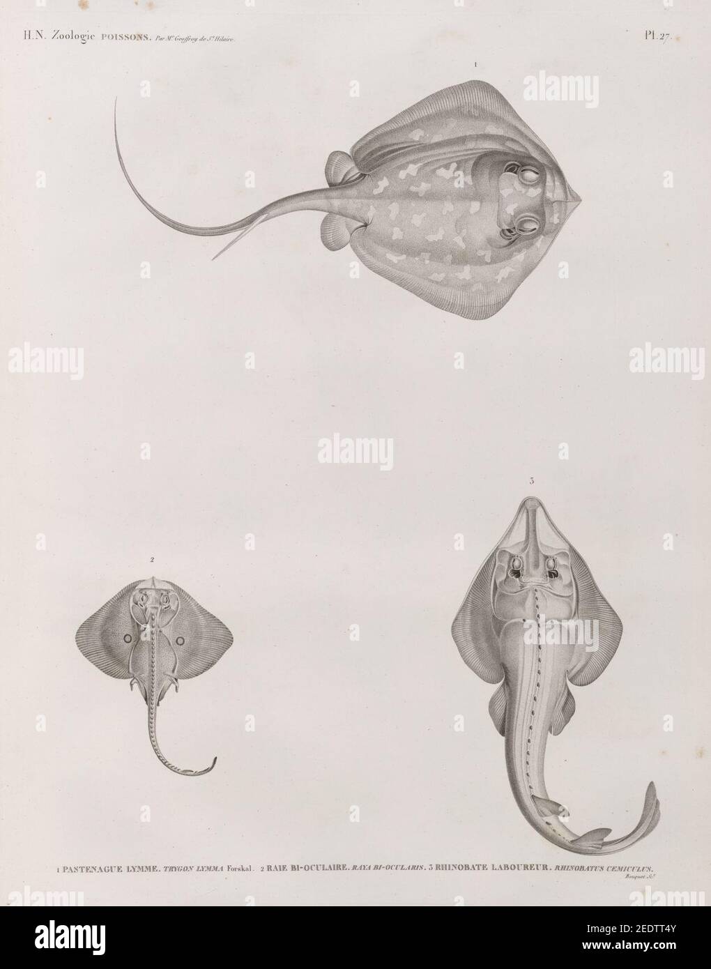 Zoologie. Poissons. 1. Pastenague lymme (Trygon lymma) forskal; 2. Raie bi-oculaire; 3. Rhinobate laboureur (Rhinobatus cemiculus) Stock Photo