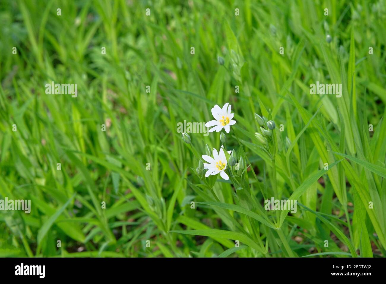 Stellaria media flowers, close up. Floral pattern in meadow. Spring and summer white flowers background texture. Stock Photo