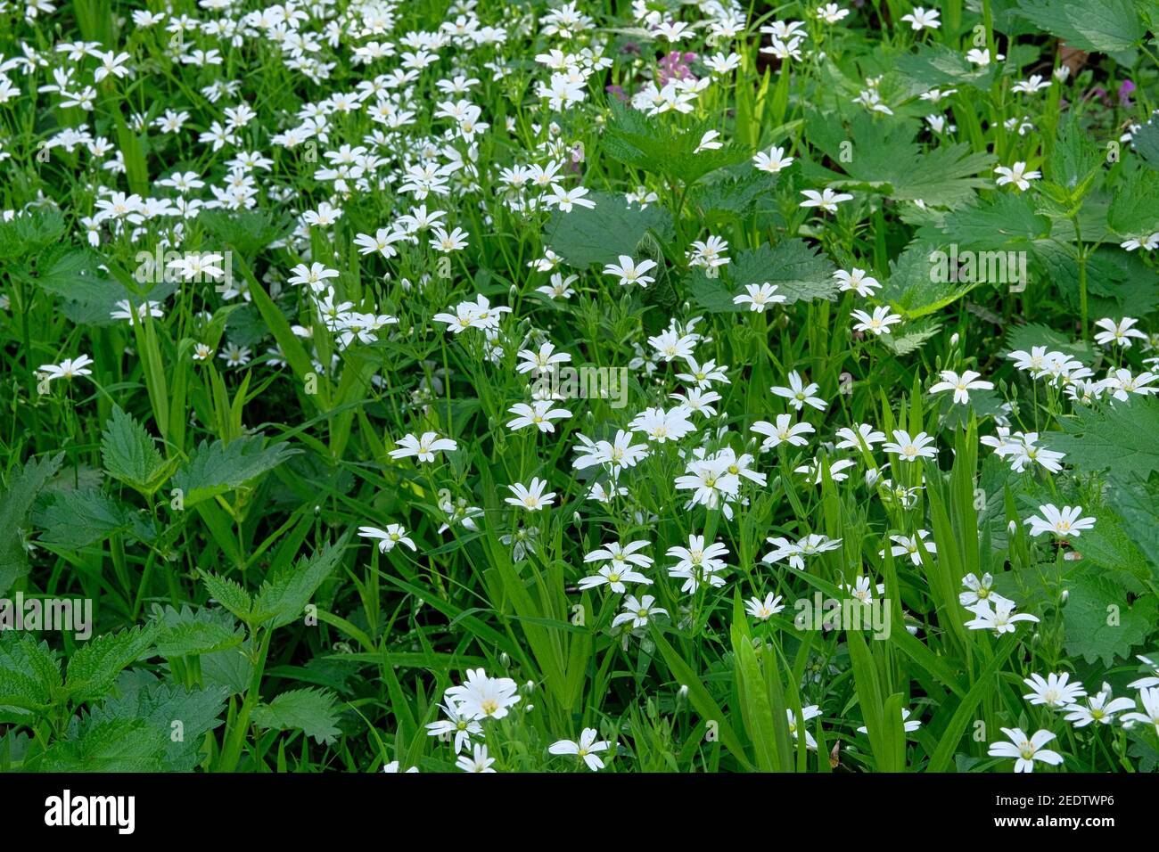 White dandelion on green meadow in summertime. Summer landscape in forest. Stellaria media flowers, close up. Stock Photo