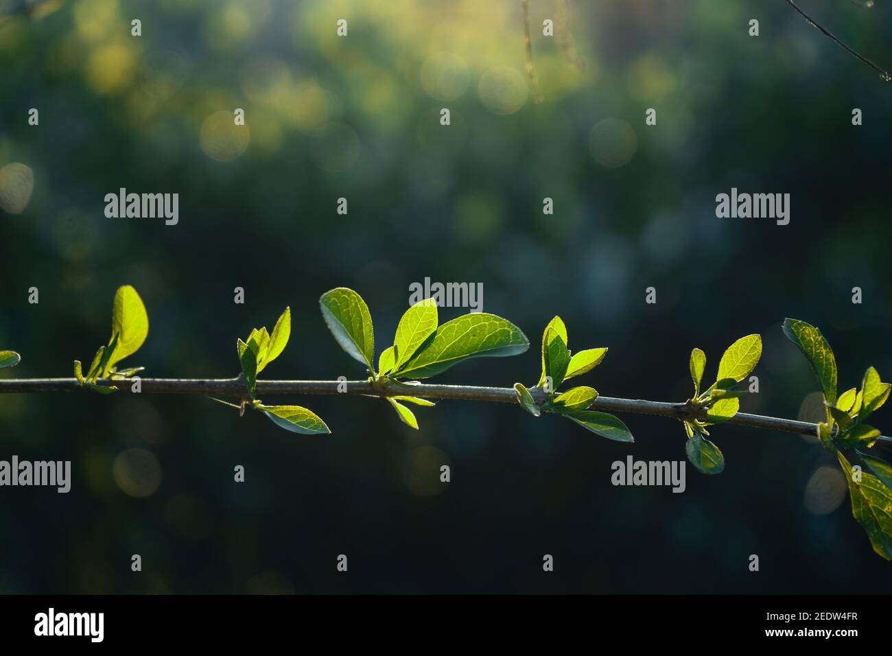 leaves are springing bright green with warm light in the evening. Stock Photo