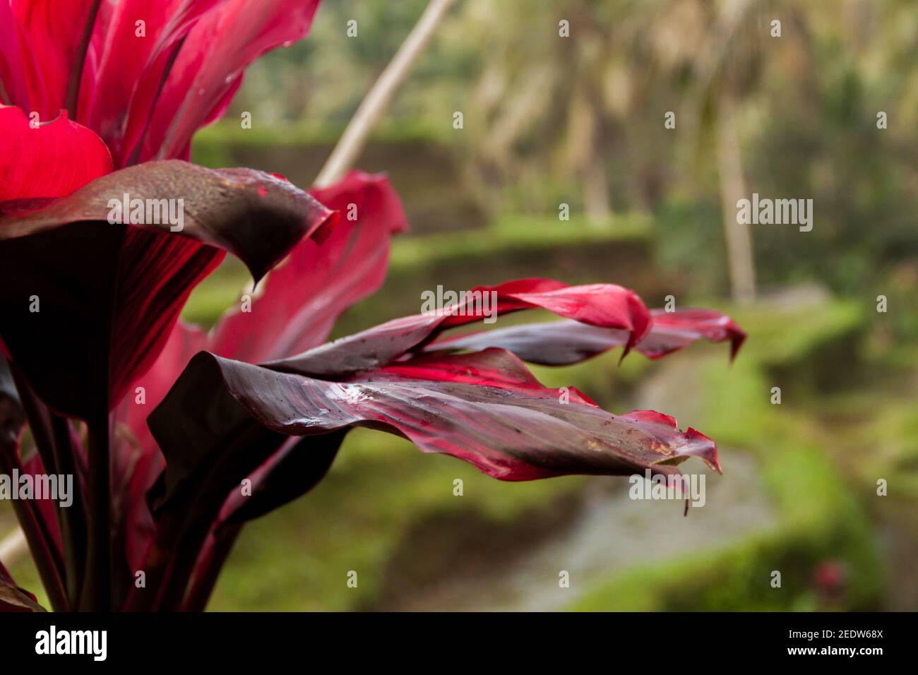 Close-up of the leaves of a pink flower at Tegallalang Rice Terrace in Bali Stock Photo