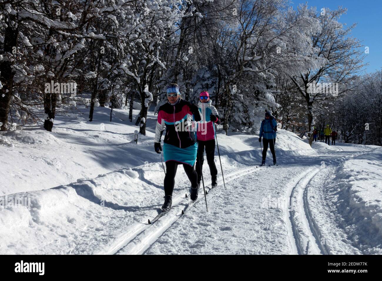 Trail in snowy forest Women skiers outdoors fitness winter scene Stock Photo