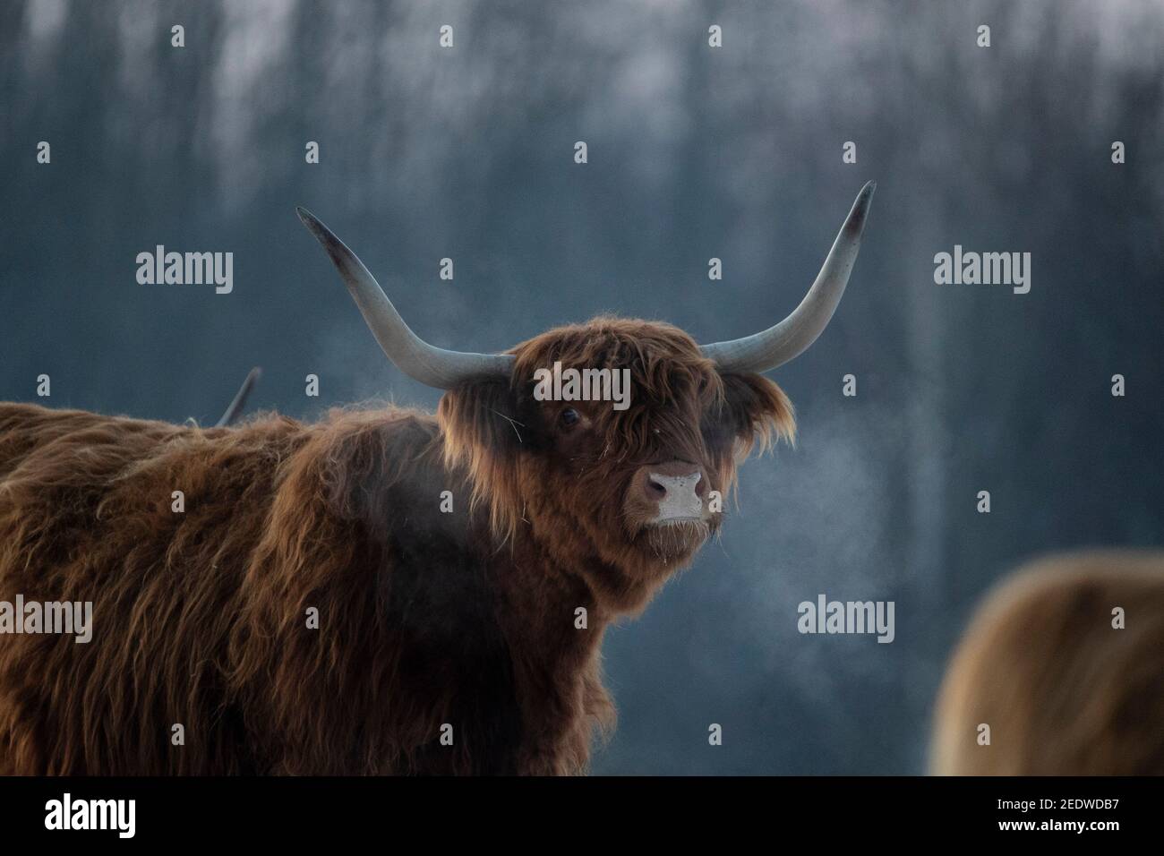 Lissa, Germany. 13th Feb, 2021. Scottish highland cattle act as natural landscape maintainers at Grabbschützer See. At icy temperatures of up to -20 degrees Celsius, they survive the winter in the post-mining landscape. Credit: Alexander Prautzsch/dpa-Zentralbild/ZB/dpa/Alamy Live News Stock Photo