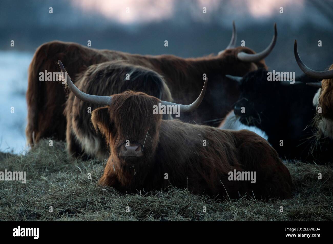 Lissa, Germany. 13th Feb, 2021. Scottish highland cattle act as natural landscape maintainers at Grabbschützer See. At icy temperatures of up to -20 degrees Celsius, they survive the winter in the post-mining landscape. Credit: Alexander Prautzsch/dpa-Zentralbild/ZB/dpa/Alamy Live News Stock Photo