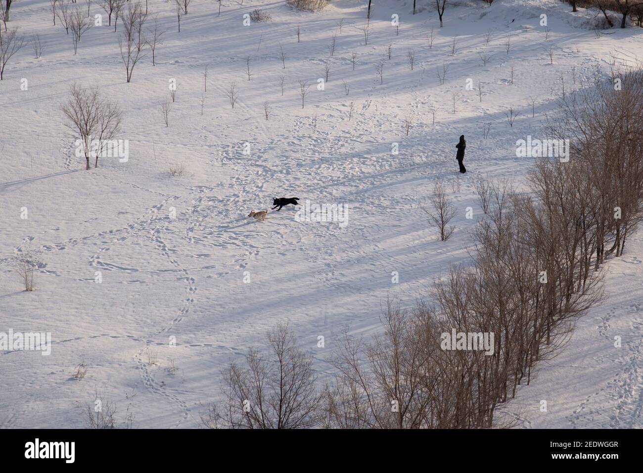 Domestic dogs run on a winter field and a silhouette of a man is nearby. View from above. Pets concept. Stock Photo