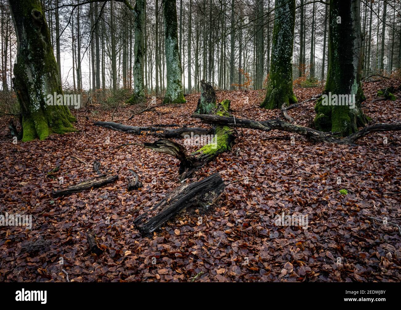 Southern beech leaves hi-res stock photography and images - Alamy