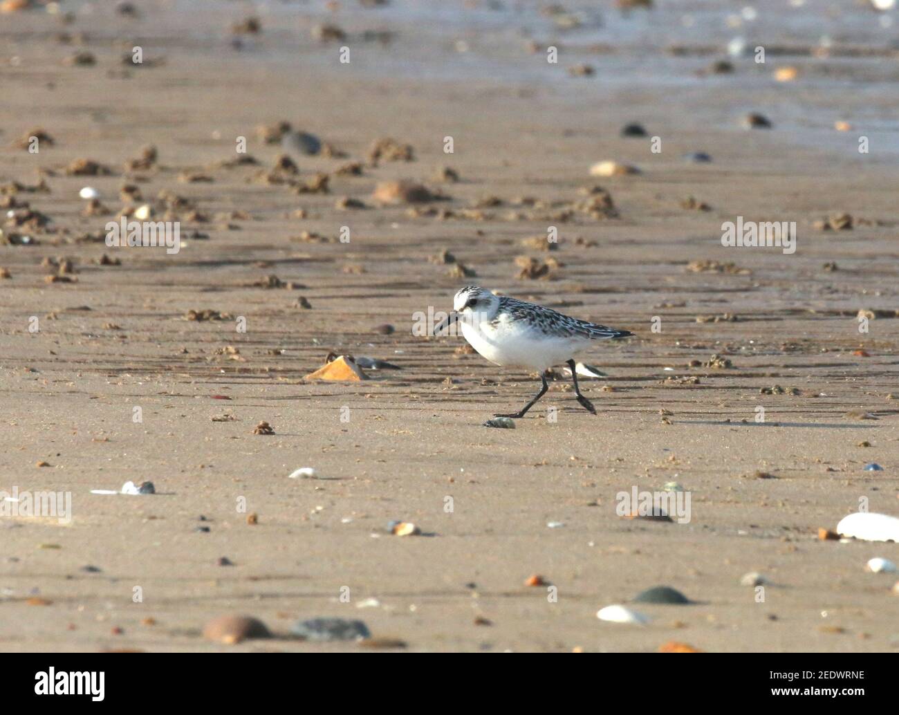 Sanderling running on the beach Stock Photo