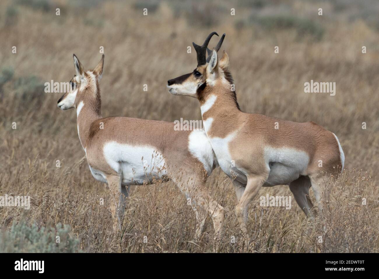 Pronghorn antelope, Antilocapra americana, buck and doe exhibiting