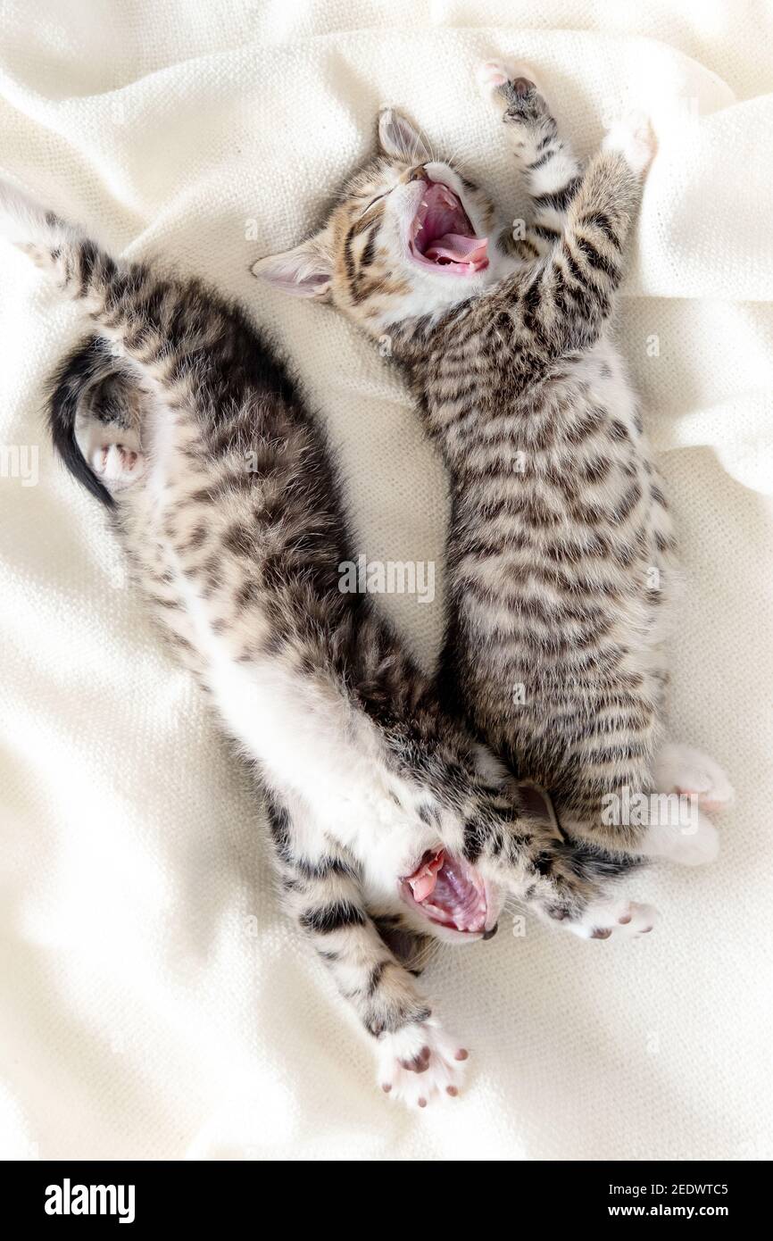 Two striped kitten waking up, yawning and stretching. kittens lying in funny pose with open mouth on white bed. happy adorable cat pets. Stock Photo