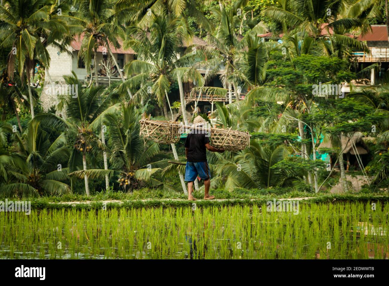 A male rice farmer carrying rice harvest basket by the rice fields at Tegallalang Rice Terrace in Bali Stock Photo