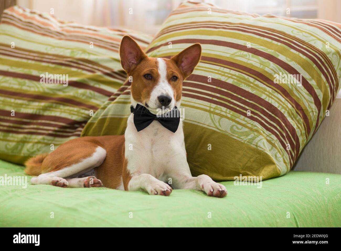 Royal basenji dog wearing bow-tie gracefully lying on the sofa Stock ...