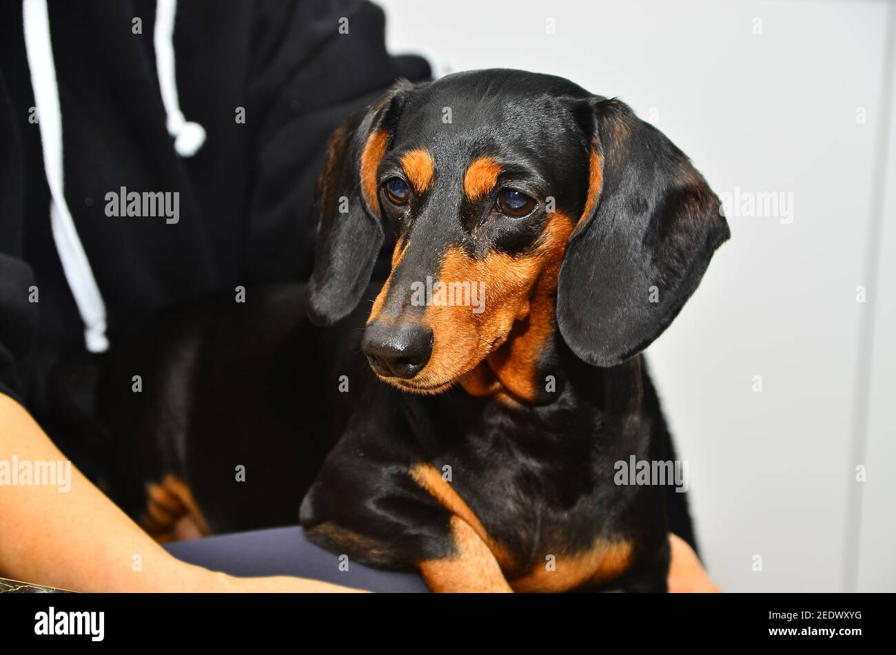 Cute puppy, closeup of Dachshund Stock Photo