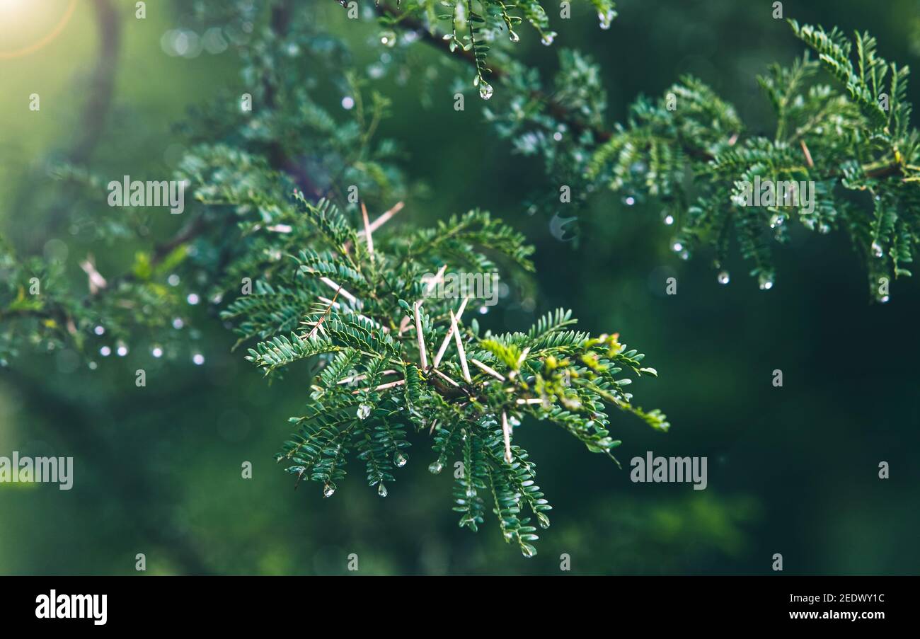 Acacia thorn branch with water droplets dripping from leaves after a rainstorm. Stock Photo