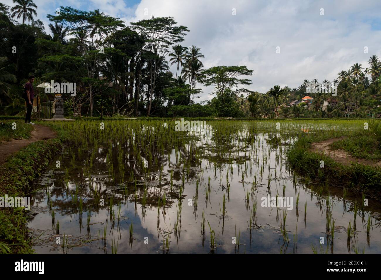 Rice cultivation in water at Tegallalang Rice Terrace in Bali Stock Photo