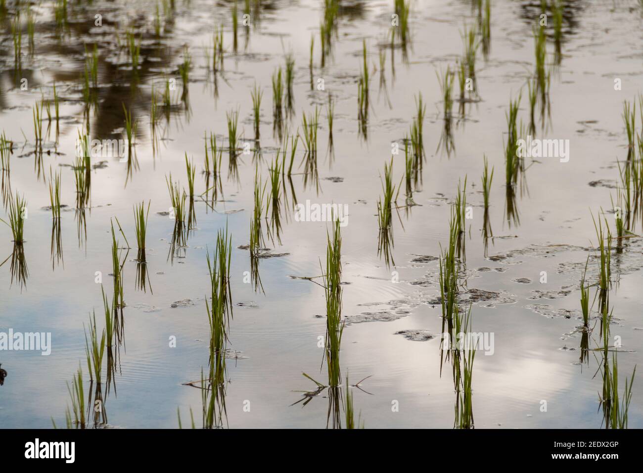 A close-up image of rice plants in water with the reflection of the blue sky at Tegallalang Rice Terrace in Bali where the traditional subak irrigatio Stock Photo