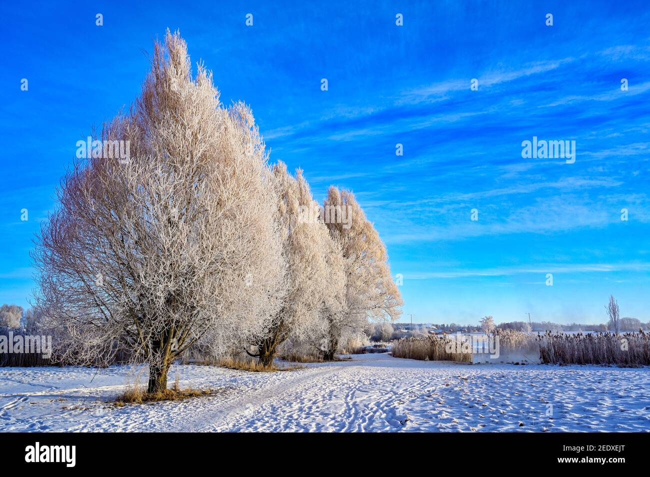 tree crown with frost in silhouette blue sky Stock Photo - Alamy