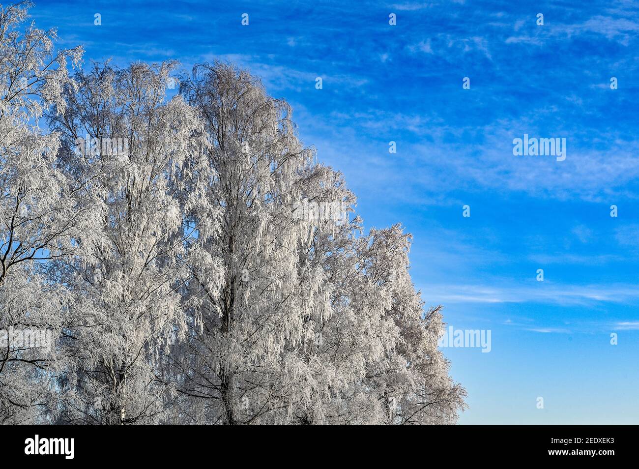 tree crown with frost in silhouette blue sky Stock Photo - Alamy