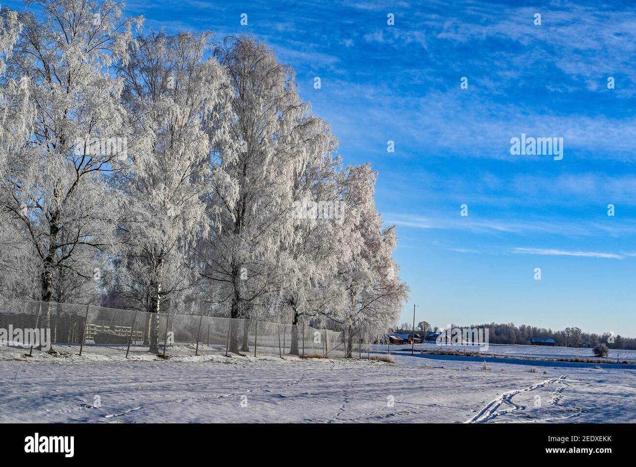 tree crown with frost in silhouette blue sky Stock Photo - Alamy