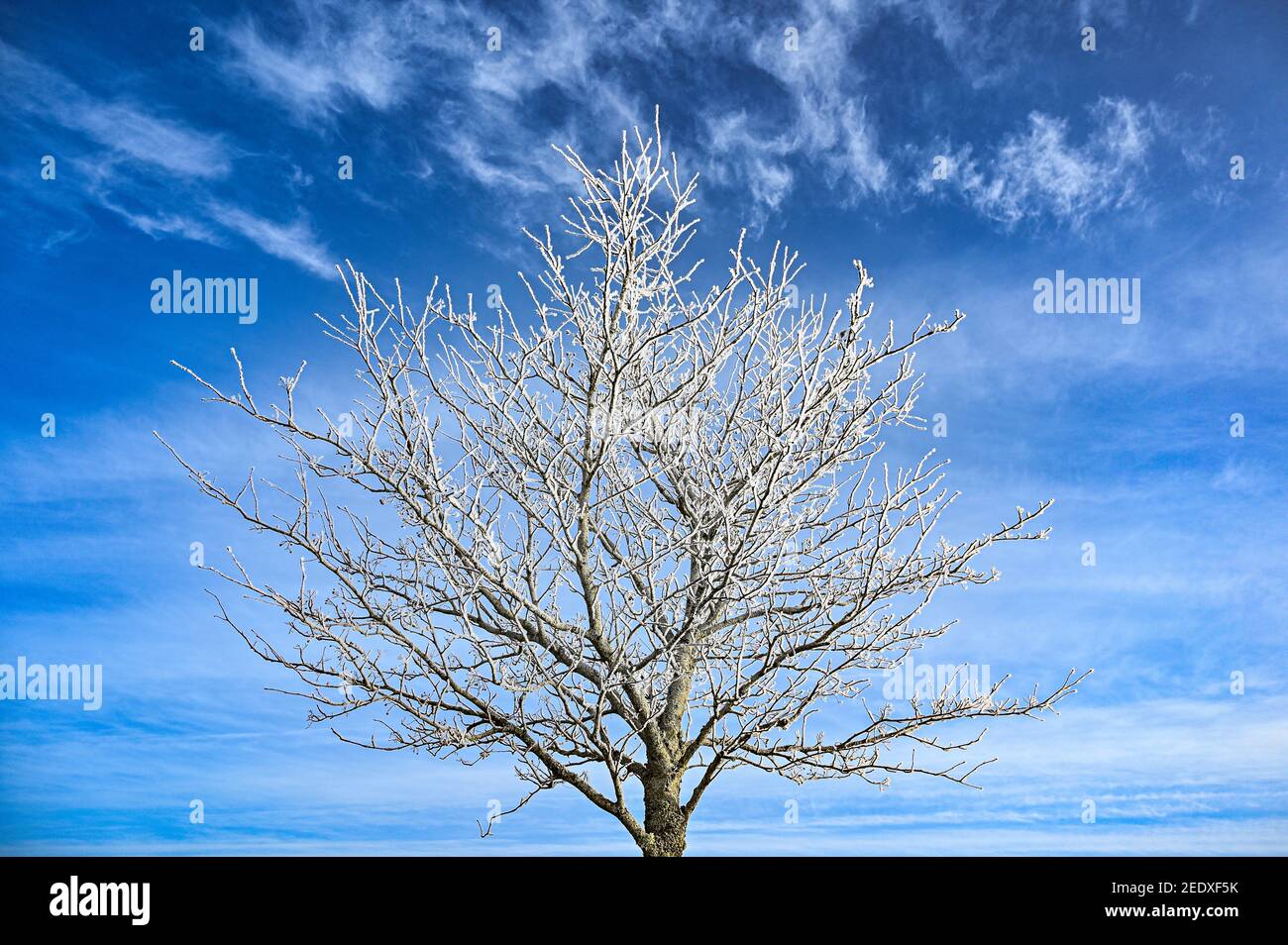 tree crown with frost in silhouette blue sky Stock Photo - Alamy