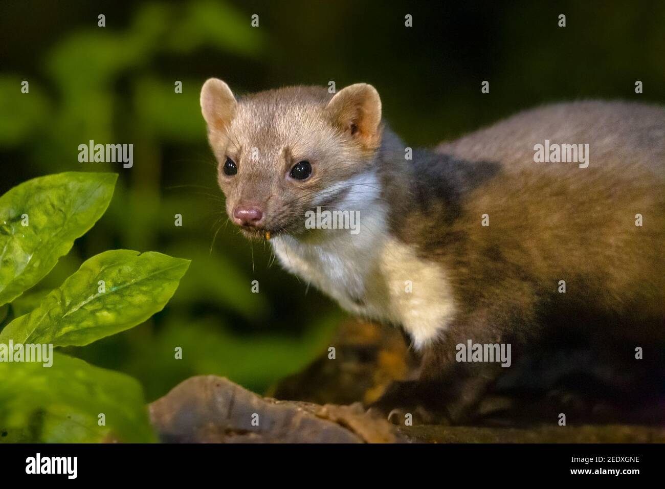 Stone Marten Martes Foina With Green Natural Background Detail Portrait Of Forest Animal Small Predator Sitting On The Beautiful Green Mossy Tree Stock Photo Alamy Stone Marten Martes Foina With Green Natural Background Detail Portrait Of Forest Animal Small Predator Sitting On The Beautiful Green Mossy Tree Stock Photo Alamy