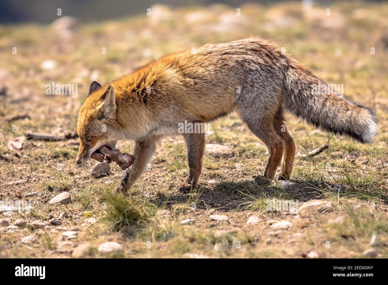 European Red Fox Vulpes Vulpes In Rocky Natural Environment In Spanish Pyrenees Catalonia Spain April Stock Photo Alamy