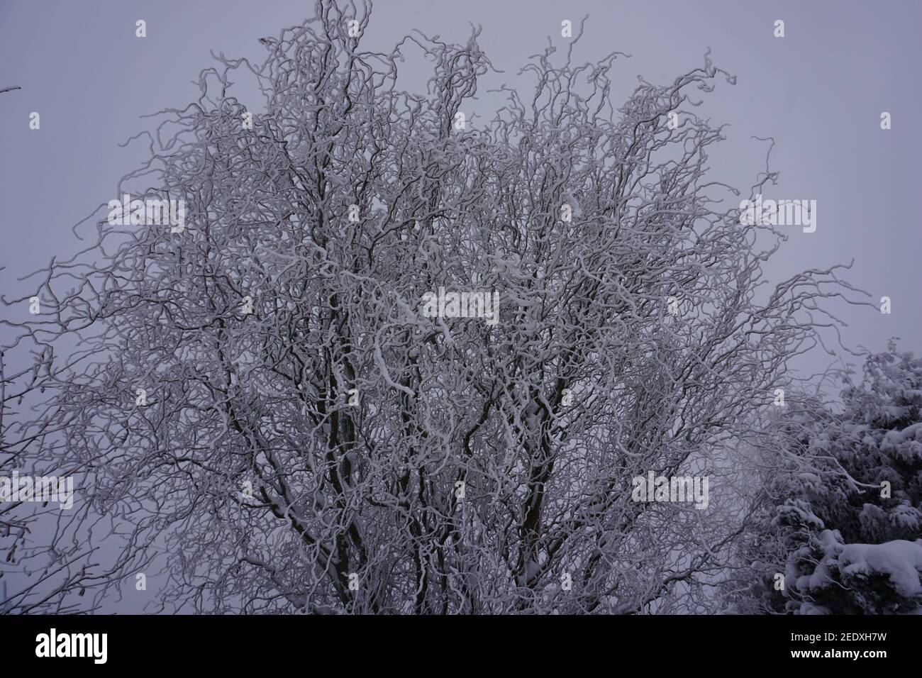 Low angle shot of trees in the forest covered with snow Stock Photo - Alamy