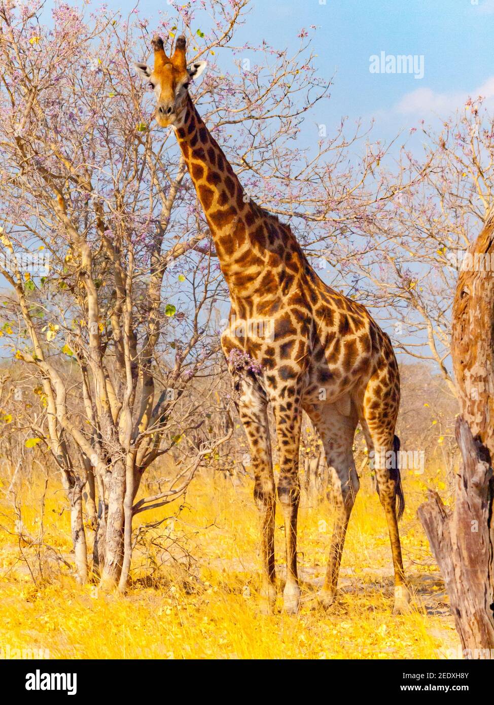 Giraffe in african savanna Stock Photo