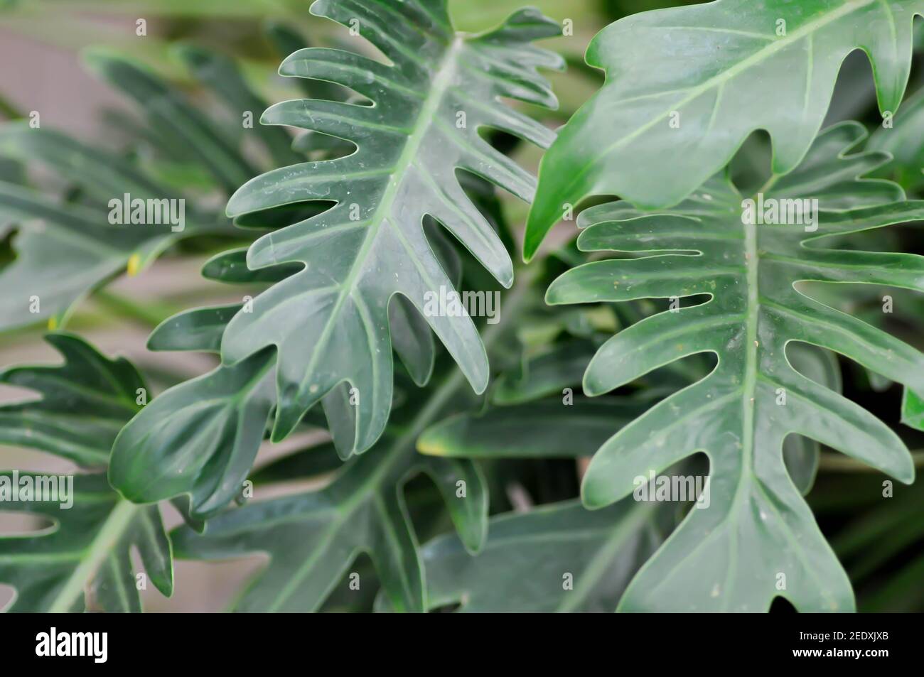 lycium barbarum plant Goji Berry – Lycium barbarum