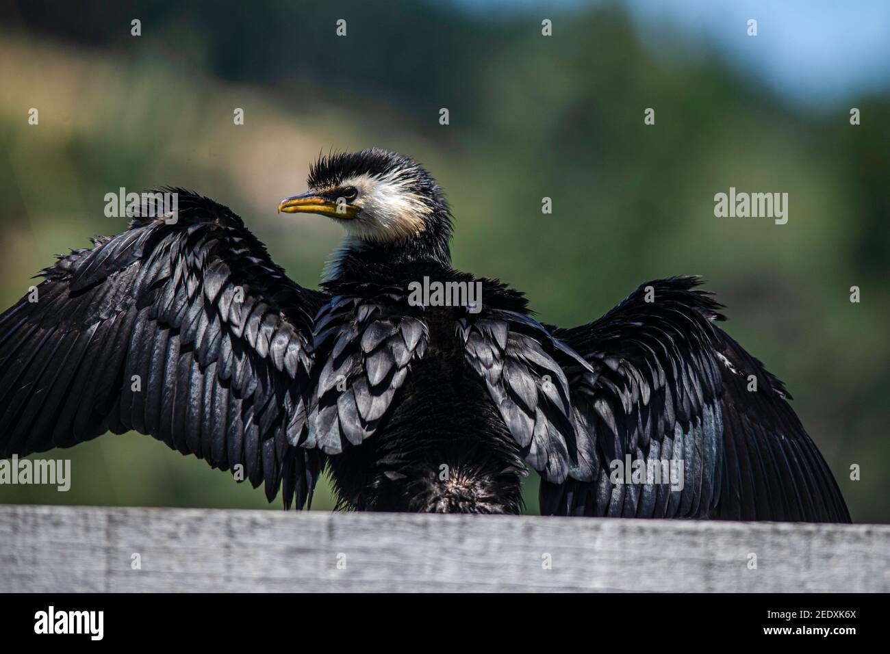 A little pied shag, Phalacrocorax melanoleucos, sits on a wooden jetty, New Zealand. Stock Photo