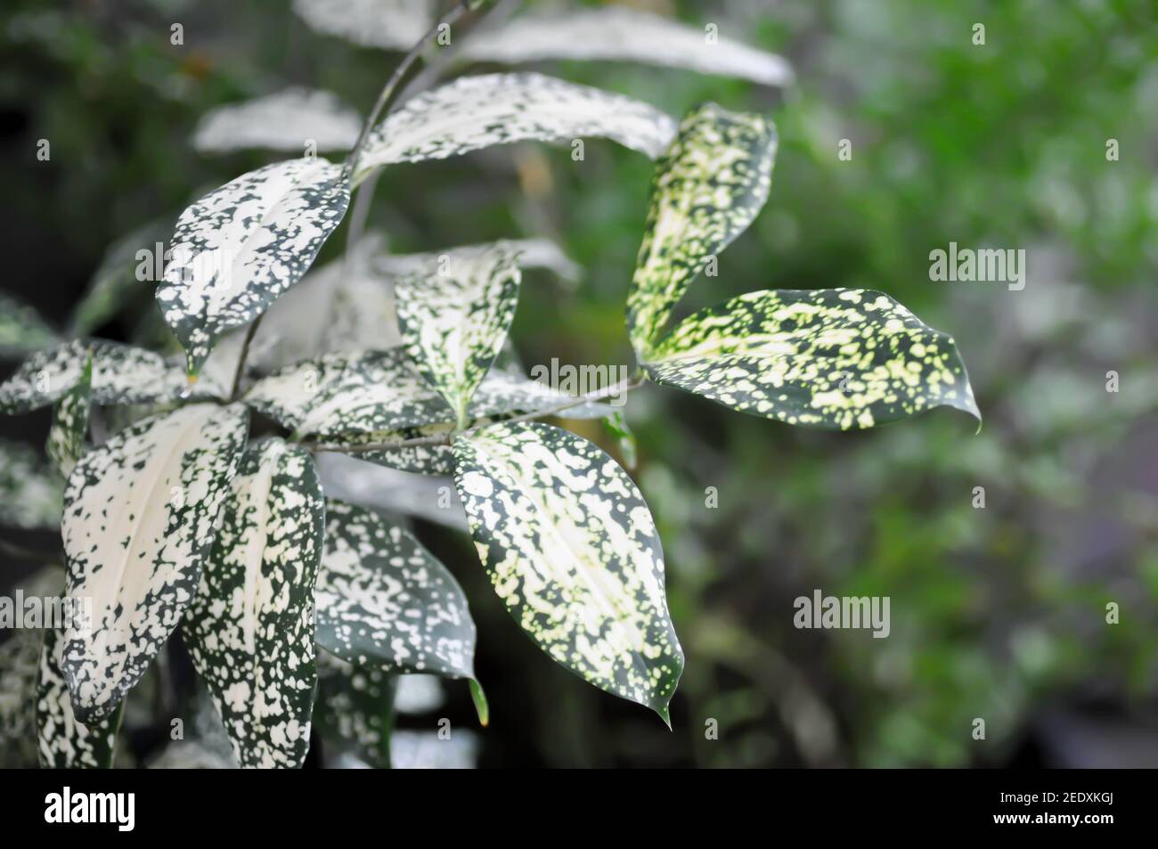 Dracaena surculosa Lindl, Gold dust dracaena or Spotted Dracaena Stock Photo