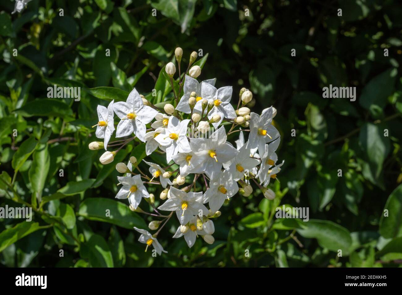 Crisp white star shaped flowers with yellow centres of the white potato vine, Solanum laxum 'Album' against a background of green leaves in summer sun Stock Photo