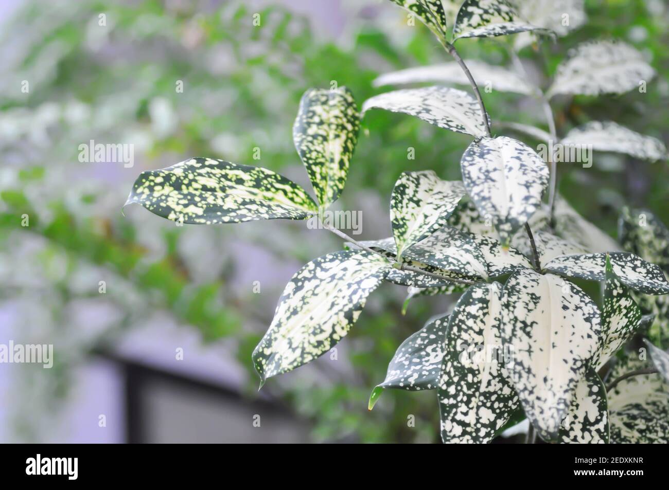 Dracaena surculosa Lindl, Gold dust dracaena or Spotted Dracaena Stock Photo
