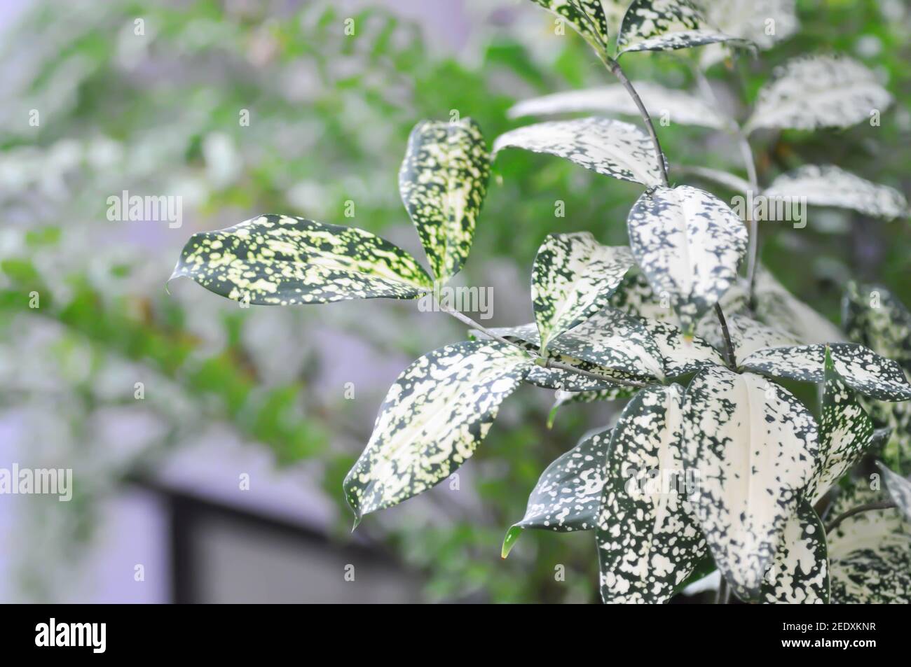 efeutute outdoor Groe Efeutute | Epipremnum