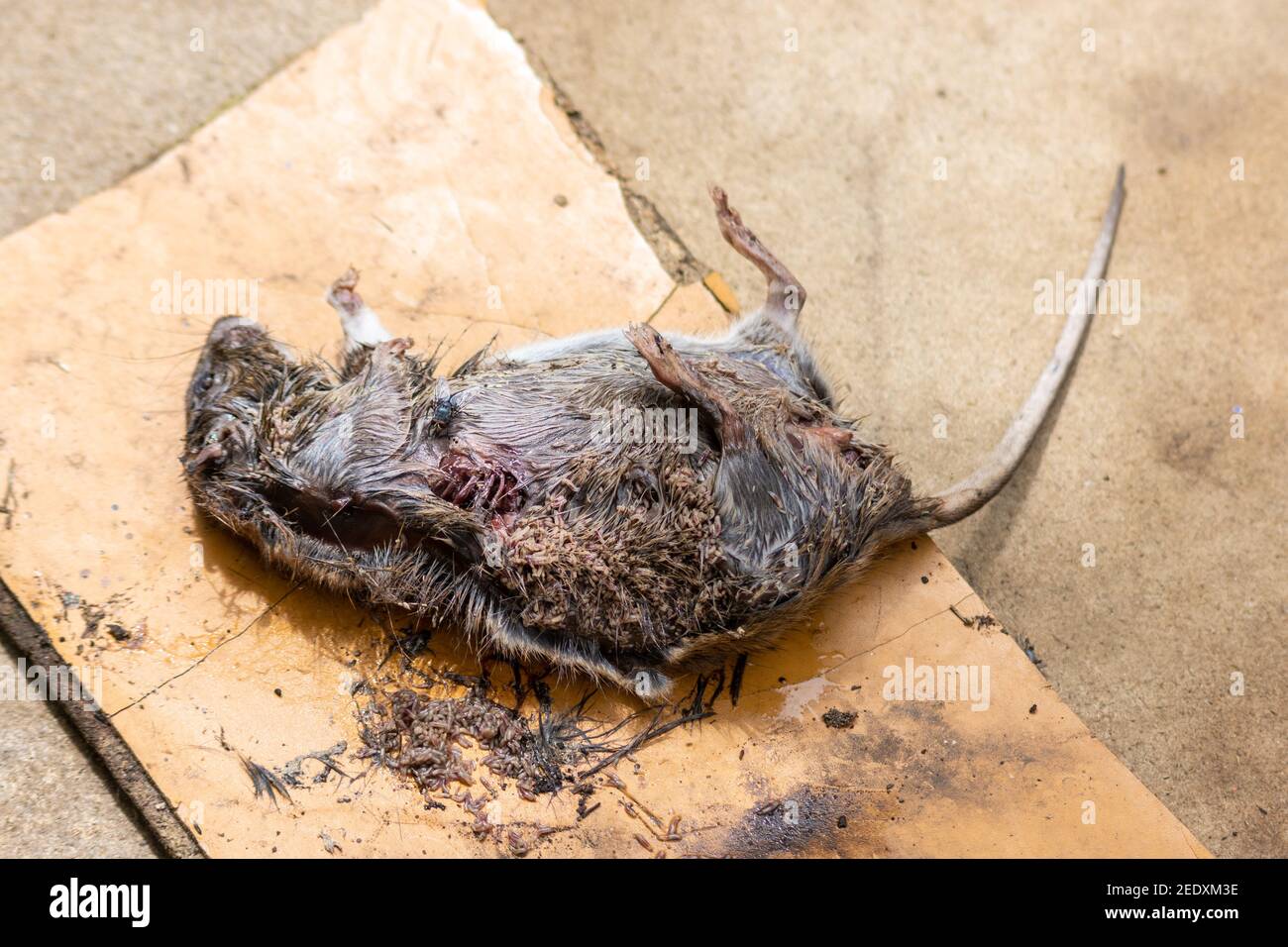 A dead decomposing brown rat, Rattus norvegicus, on rough boards with extensive maggot activity and a single fly feeding Stock Photo