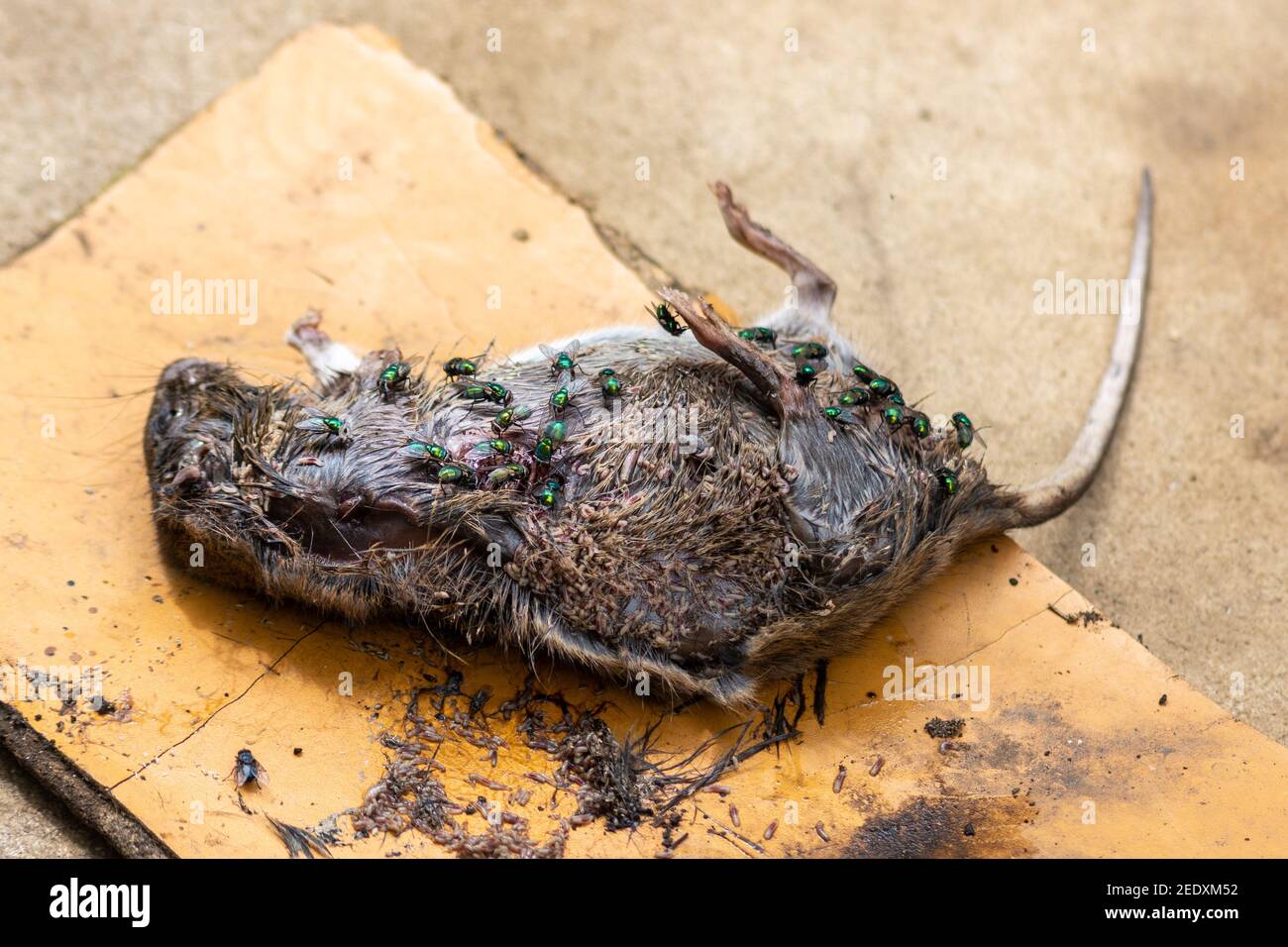 A dead decomposing brown rat, Rattus norvegicus, on rough boards with extensive maggot activity and a large number of green bottle flies, Lucilia sp., Stock Photo