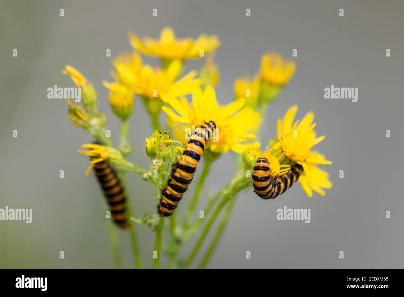The yellow/orange and black striped caterpillars of the Cinnabar Moth