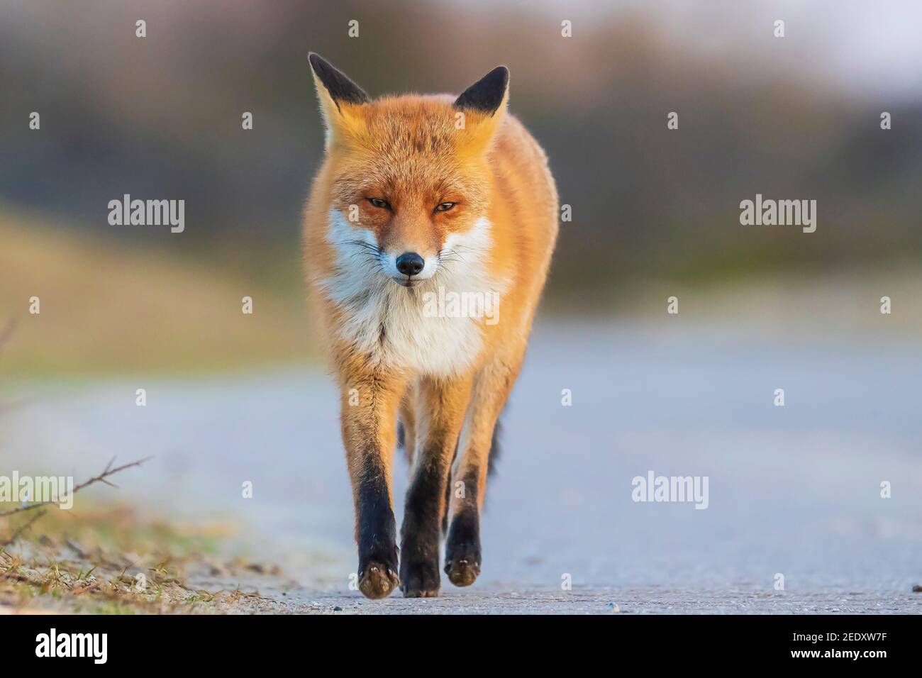 Dangerous fox hires stock photography and images Alamy