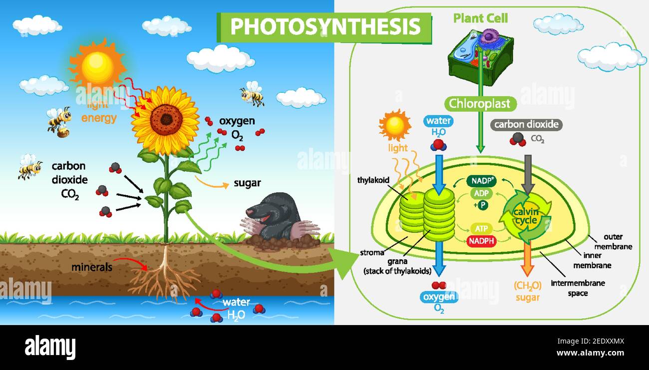 Diagram showing process of photosynthesis in plant illustration Stock ...
