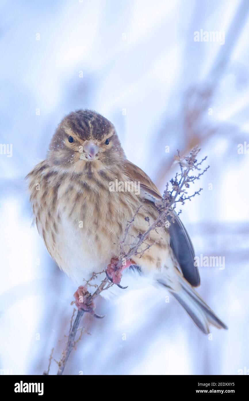 Closeup of a common reed bunting, Emberiza schoeniclus, foraging in snow, beautiful cold Winter setting Stock Photo