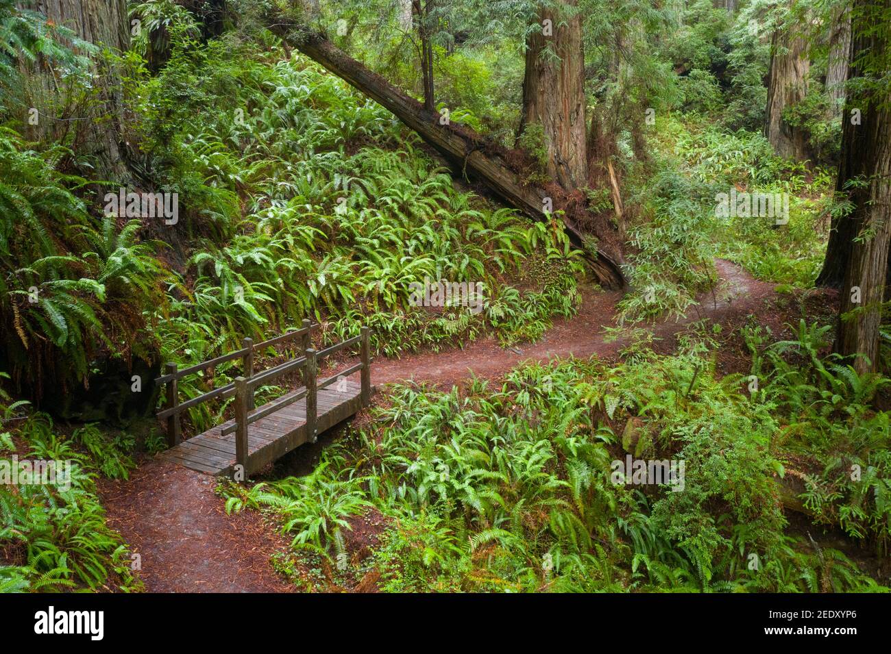 Coastal Redwood trees, Sequoia sempervirens, thrive in a healthy forest