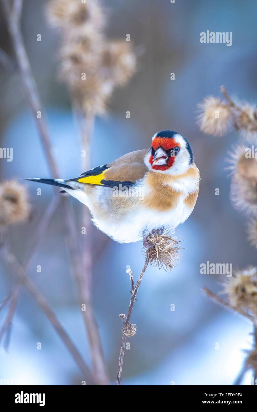 European goldfinch snow hi-res stock photography and images - Alamy